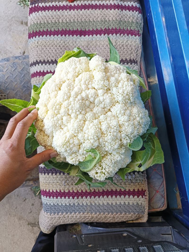 甘肃临洮有机花大量上市，价格便宜，质量好！菜都是刚上市的