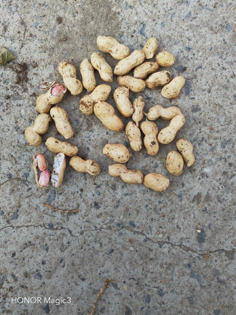 河南鲜花生，商花五号，鲁花八号，罗汉果，小白沙大量供应！