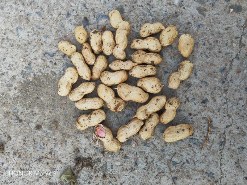 河南鲜花生，商花五号，鲁花八号，罗汉果，小白沙大量供应！