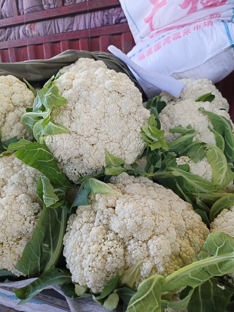 甘肃临洮有机花大量上市，价格便宜，质量好！菜都是刚上市的