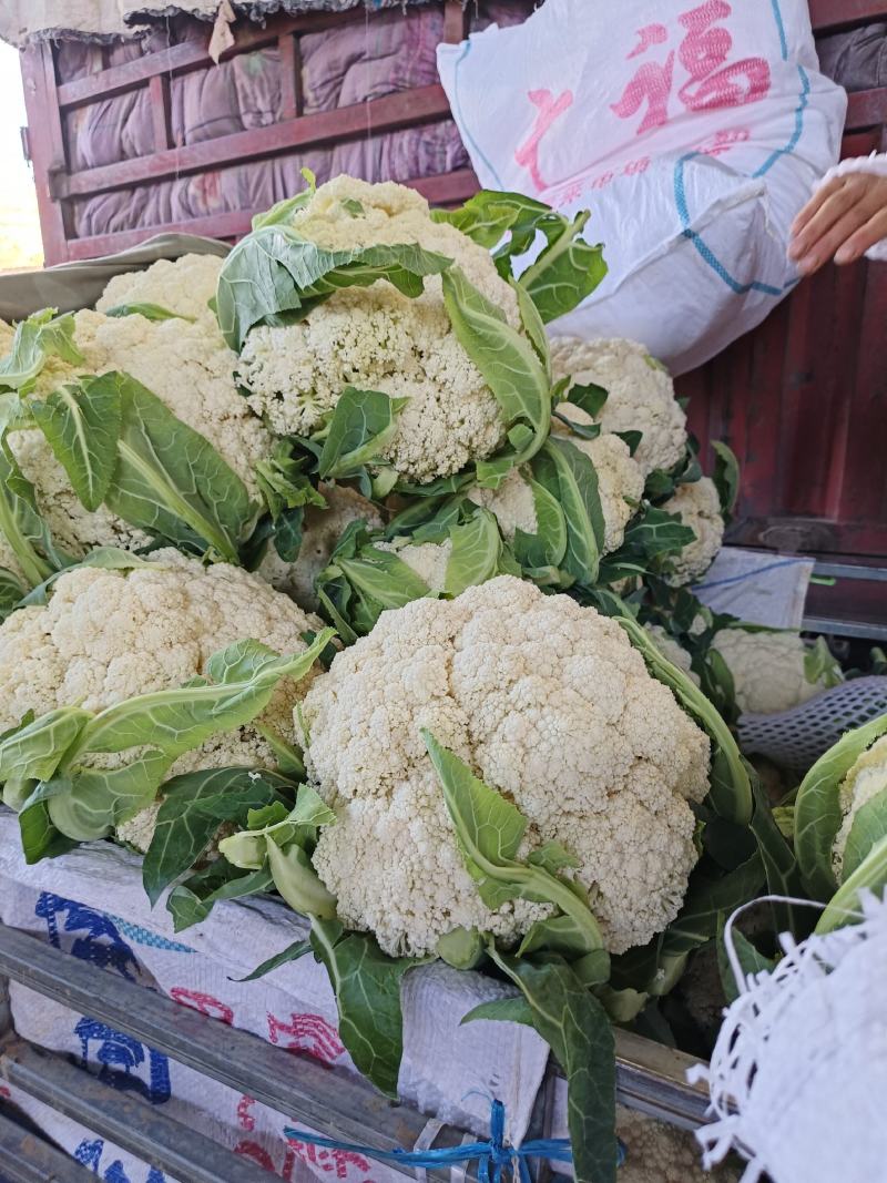 甘肃临洮有机花大量上市，价格便宜，质量好！菜都是刚上市的
