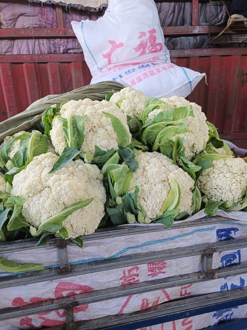 甘肃临洮有机花大量上市，价格便宜，质量好！菜都是刚上市的