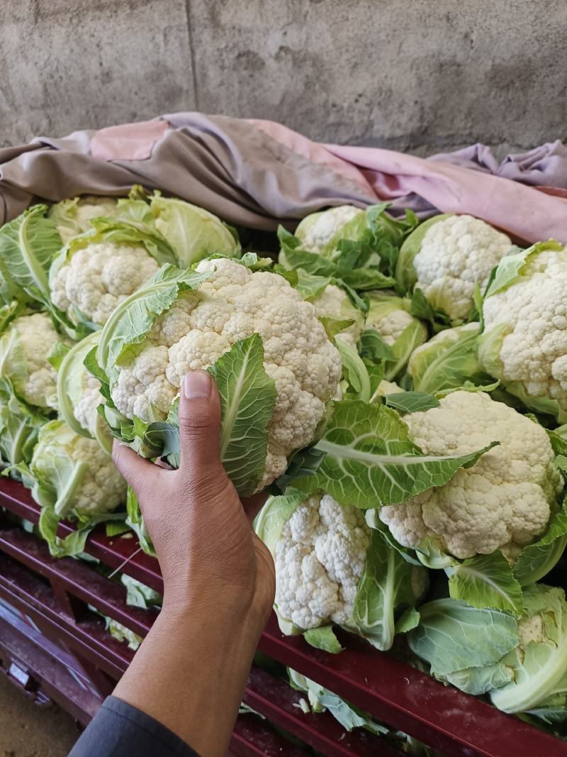 甘肃临洮高原夏菜大量上市，花菜量大，个头均匀，颜色鲜亮，