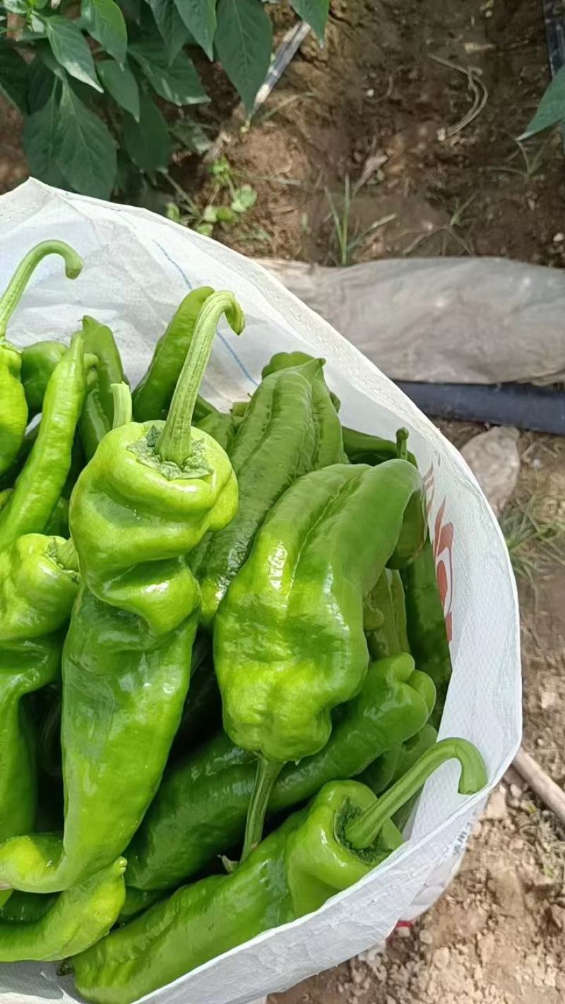 鲜辣椒夏邑辣椒大量出货产地供货可视频看货