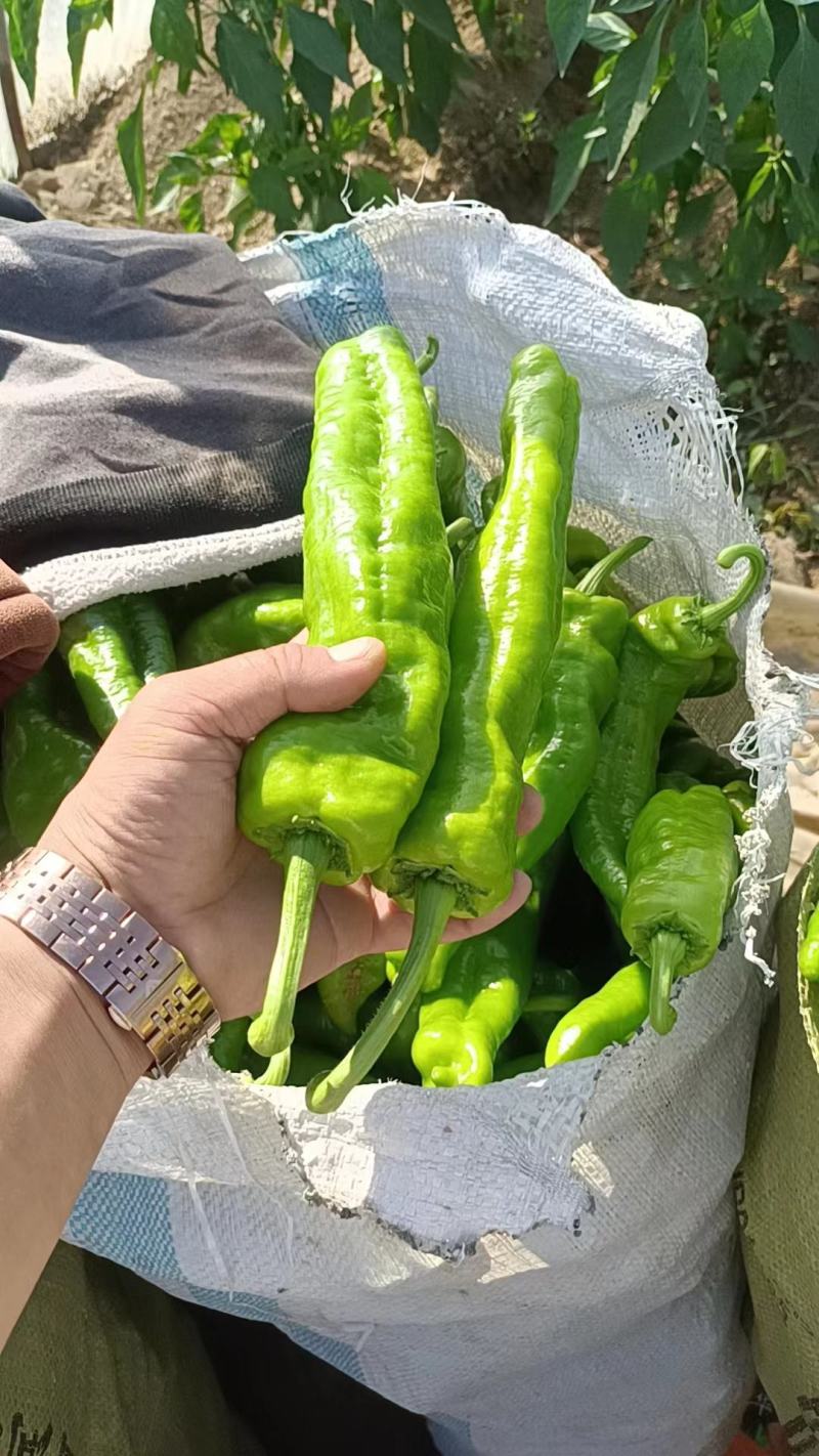 鲜辣椒夏邑辣椒大量出货产地供货可视频看货