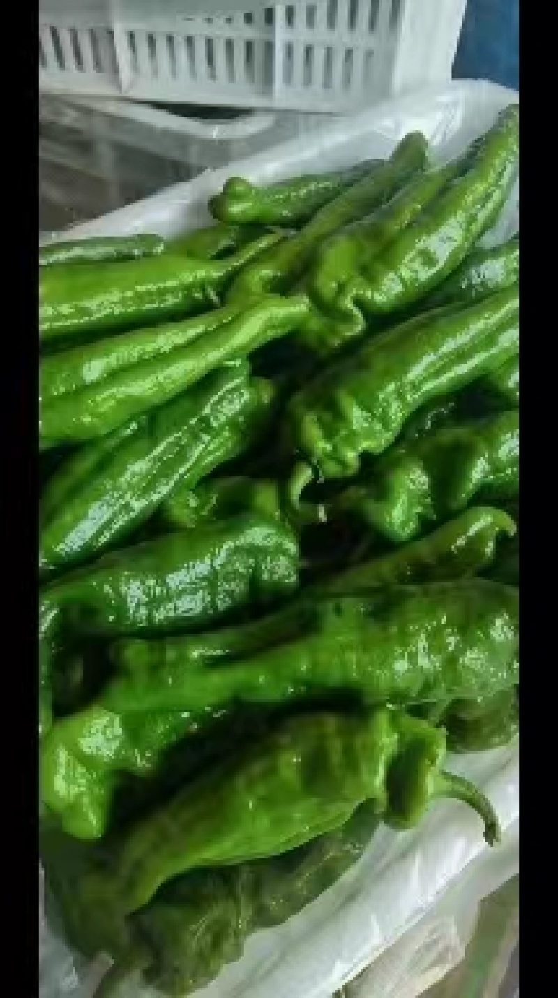 鲜辣椒夏邑辣椒大量出货产地供货可视频看货