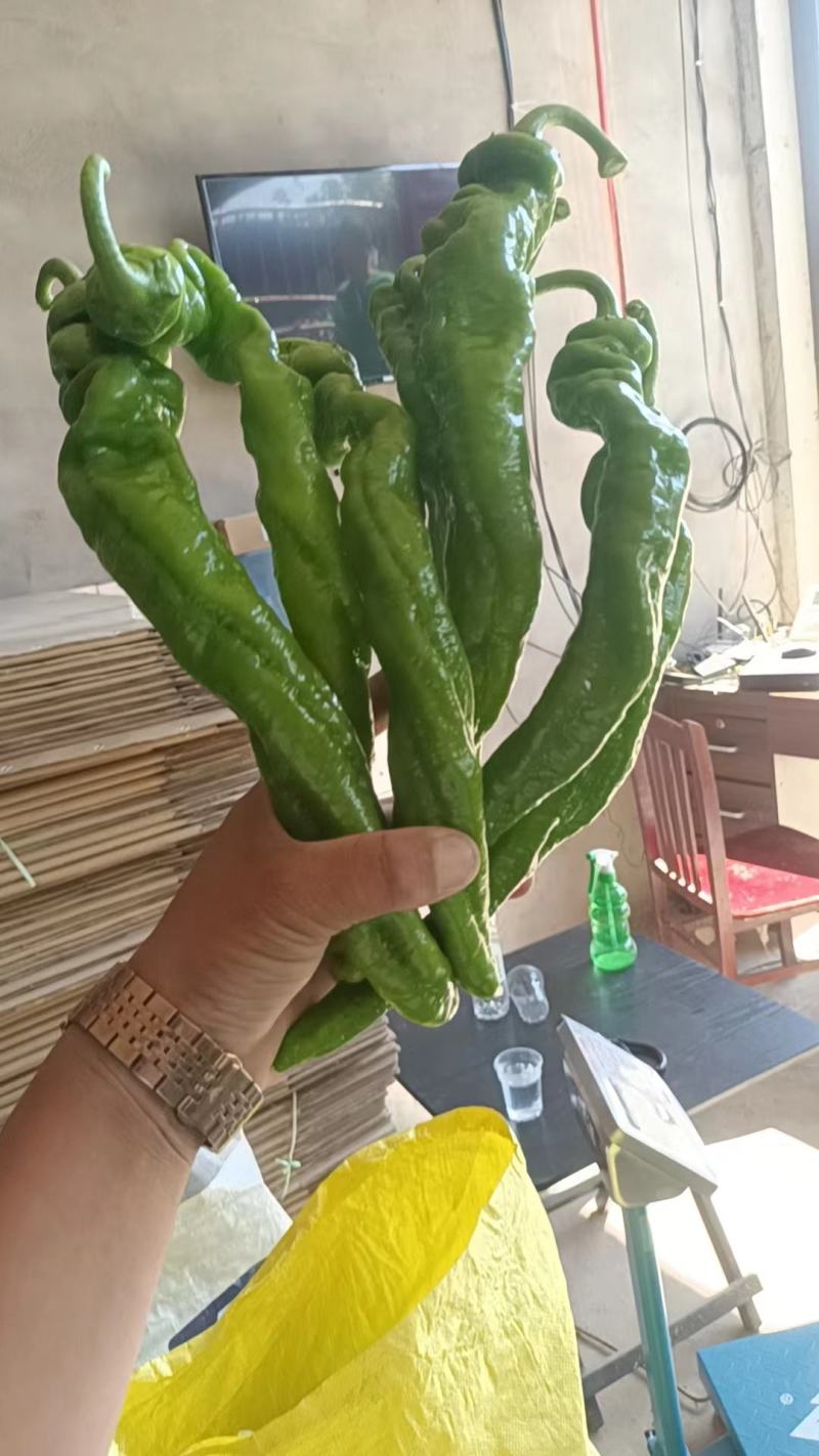 鲜辣椒夏邑辣椒大量出货产地供货可视频看货