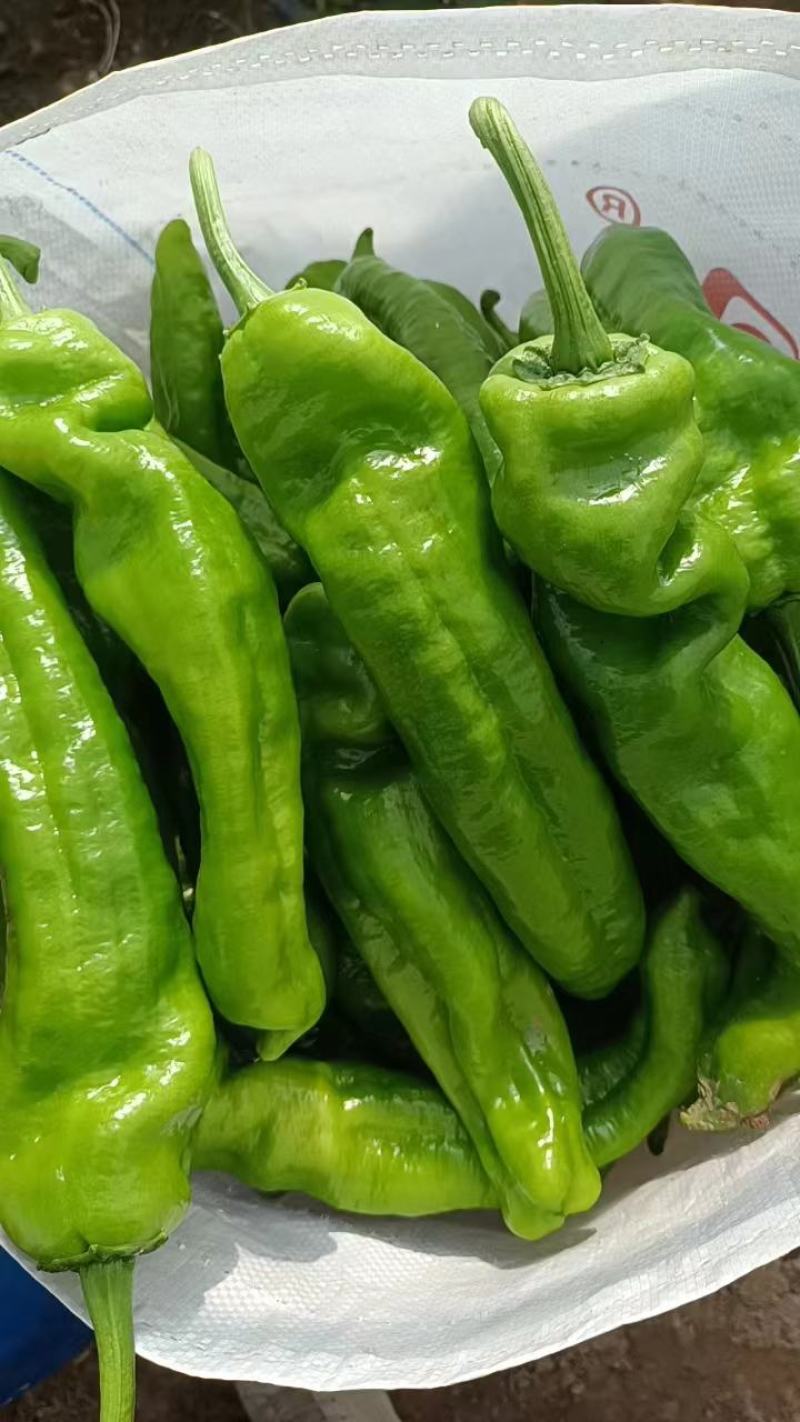 鲜辣椒夏邑辣椒大量出货产地供货可视频看货