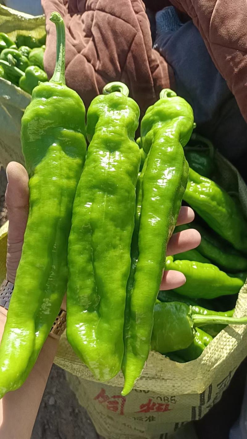 鲜辣椒夏邑辣椒大量出货产地供货可视频看货