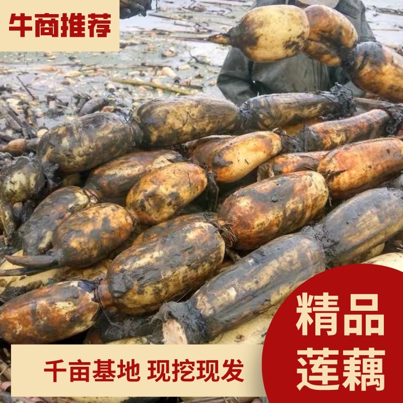 精品莲藕优质莲藕花奇莲现挖现发全国发货量大从优