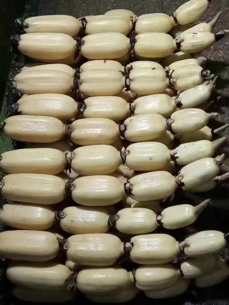 精品莲藕优质莲藕花奇莲现挖现发全国发货量大从优