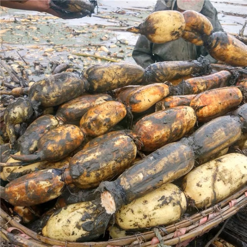 优质莲藕精品莲藕35现挖现发全国发货量大从优