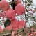 红富士苹果大量上市了口感脆甜报价真实货源稳定欢迎来电