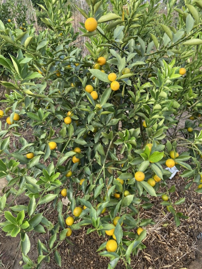 脆蜜金桔、细嫩香甜，甜度高