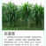 【牛商店长推荐】巨菌草种苗产地直发包技术包售后