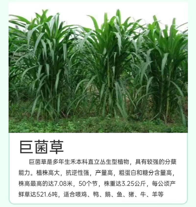 【牛商店长推荐】巨菌草种苗产地直发包技术包售后
