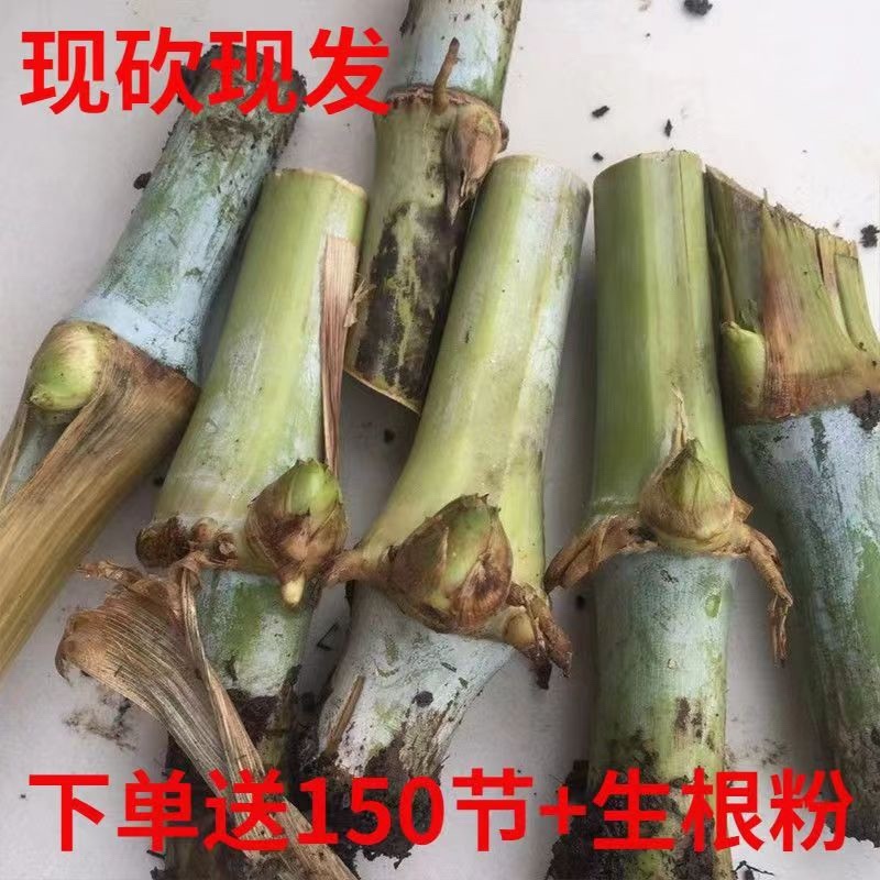 【牛商店长推荐】巨菌草种苗产地直发包技术包售后