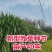 【牛商店长推荐】巨菌草种苗产地直发包技术包售后