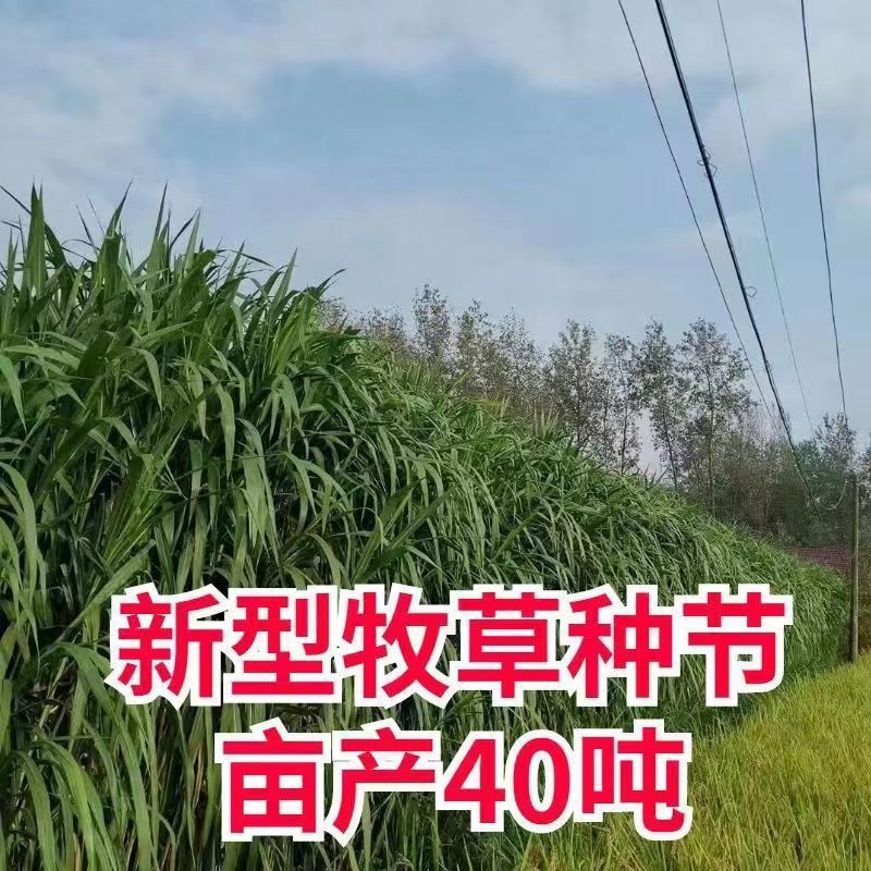 【牛商店长推荐】巨菌草种苗产地直发包技术包售后