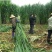 【牛商店长推荐】巨菌草种苗产地直发包技术包售后
