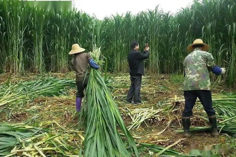 【牛商店长推荐】巨菌草种苗产地直发包技术包售后