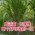 【牛商店长推荐】巨菌草种苗产地直发包技术包售后