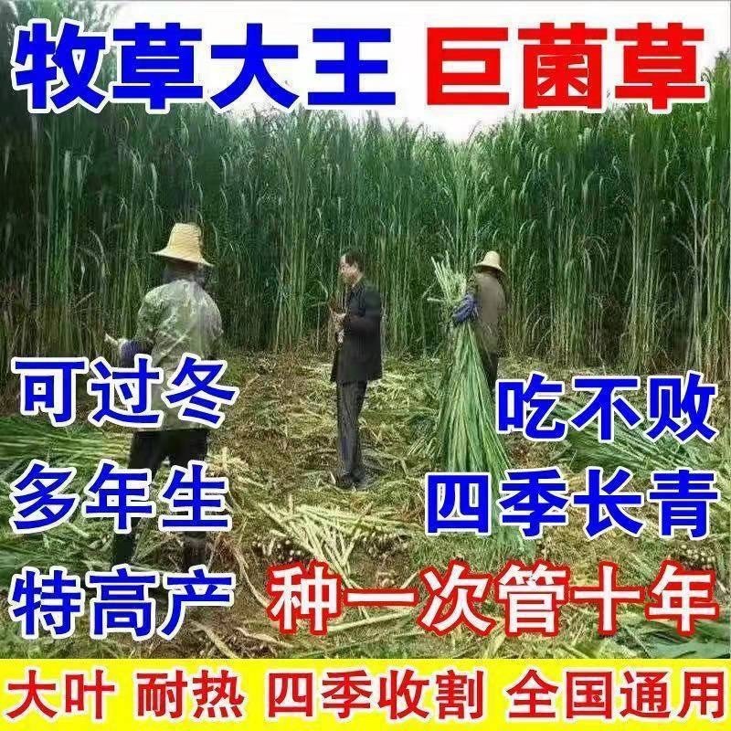 【牛商店长推荐】巨菌草种苗产地直发包技术包售后