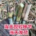【牛商店长推荐】巨菌草种苗产地直发包技术包售后