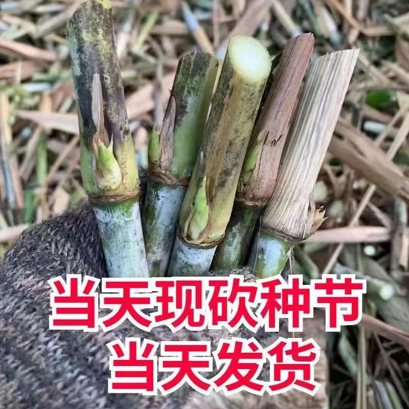 【牛商店长推荐】巨菌草种苗产地直发包技术包售后