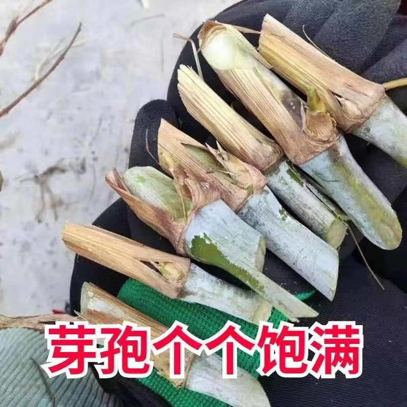 【牛商店长推荐】巨菌草种苗产地直发包技术包售后