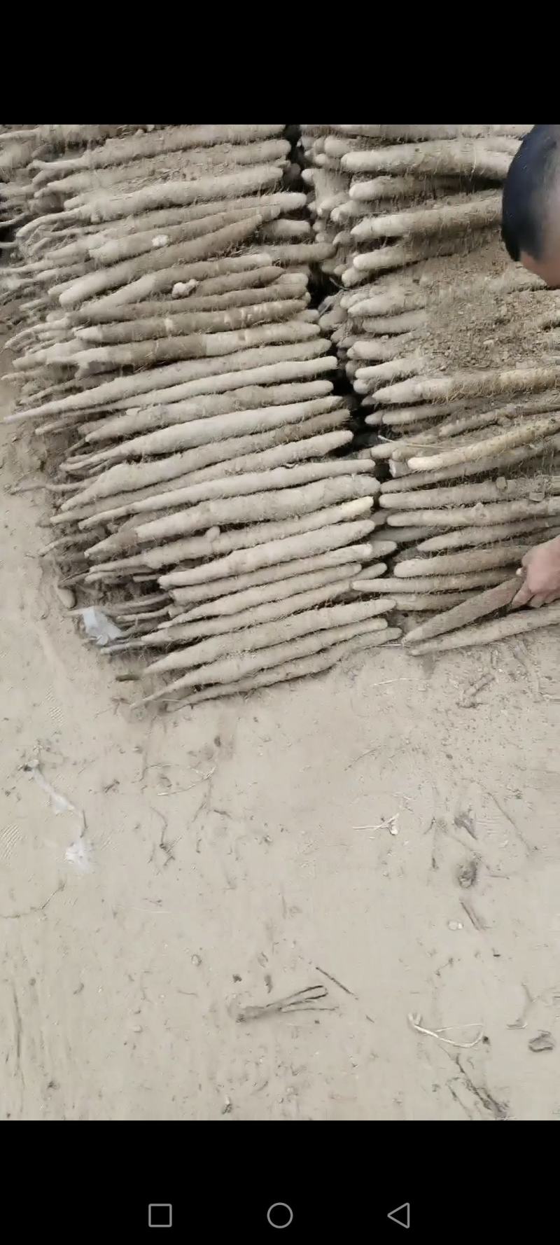 白玉山药