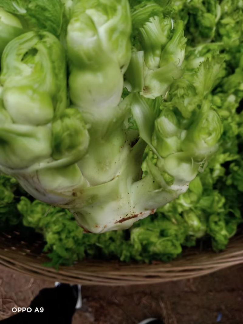四川儿菜大量上市，货源充足有需要的朋友请联系。