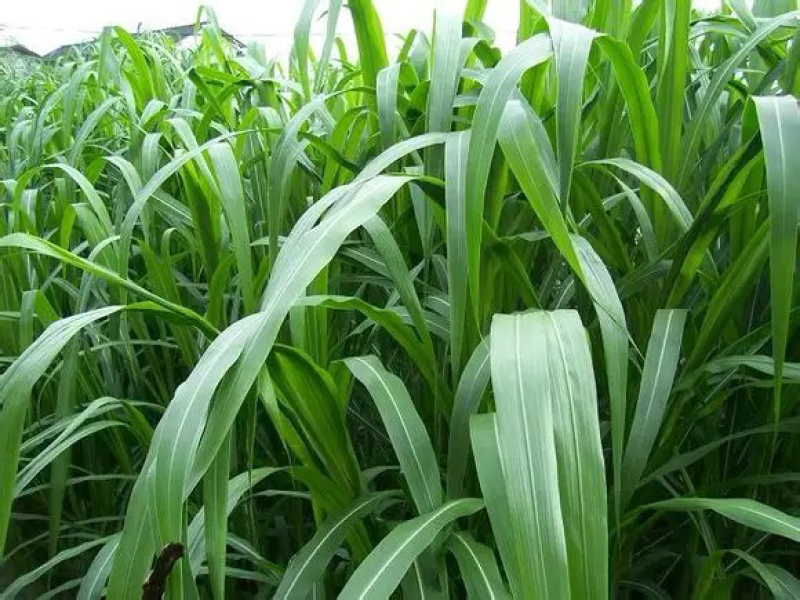 【牛商店长推荐】皇竹草种苗产地直发包售后可视频