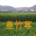 【牛商店长推荐】皇竹草种苗产地直发包售后可视频