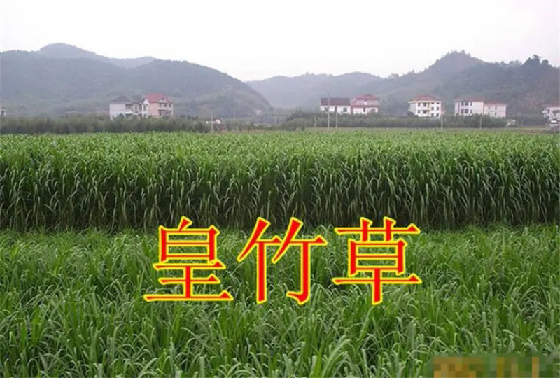 【牛商店长推荐】皇竹草种苗产地直发包售后可视频