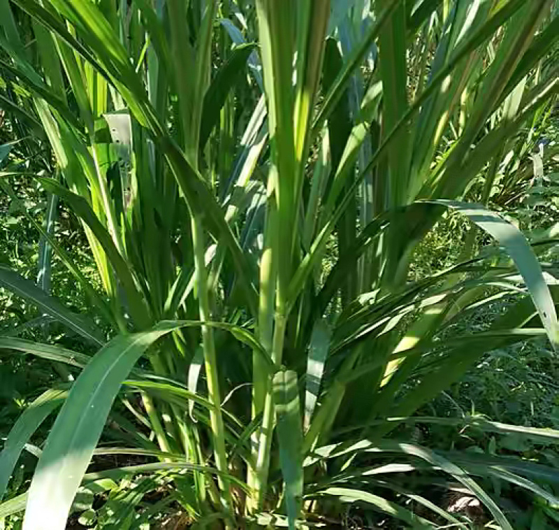 【牛商店长推荐】皇竹草种苗产地直发包售后可视频