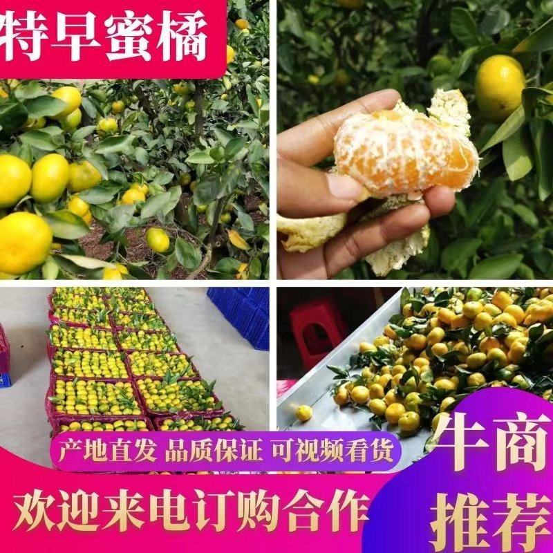 湖南蜜橘，回峰蜜橘，蜜桔，普早蜜橘，金秋砂糖橘