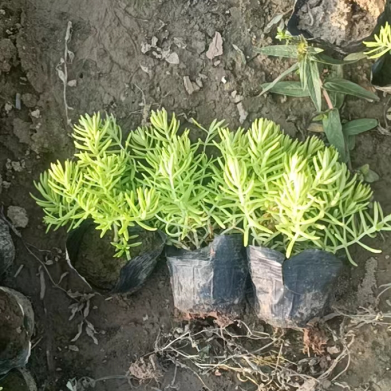 小杯佛甲草，金叶佛甲草，佛甲草产地，佛甲草价格