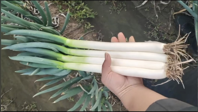 福建漳浦大葱，网袋葱，箱葱包打冷上车，讲究质量