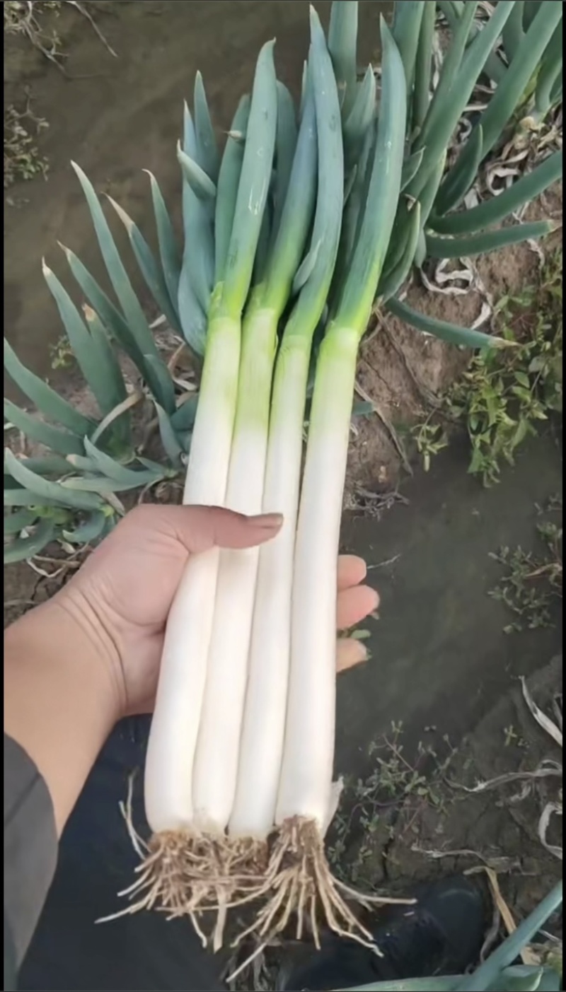 福建漳浦大葱，网袋葱，箱葱包打冷上车，讲究质量