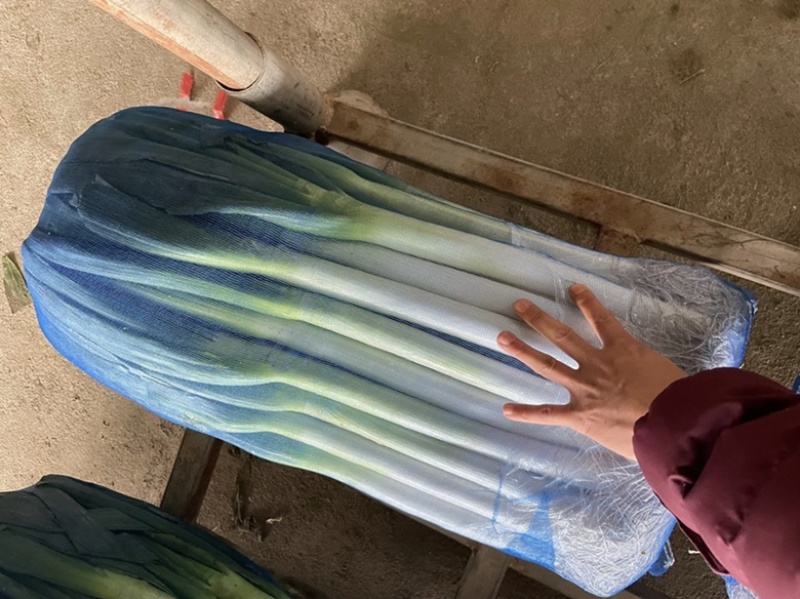 福建漳浦大葱，网袋葱，箱葱包打冷上车，讲究质量