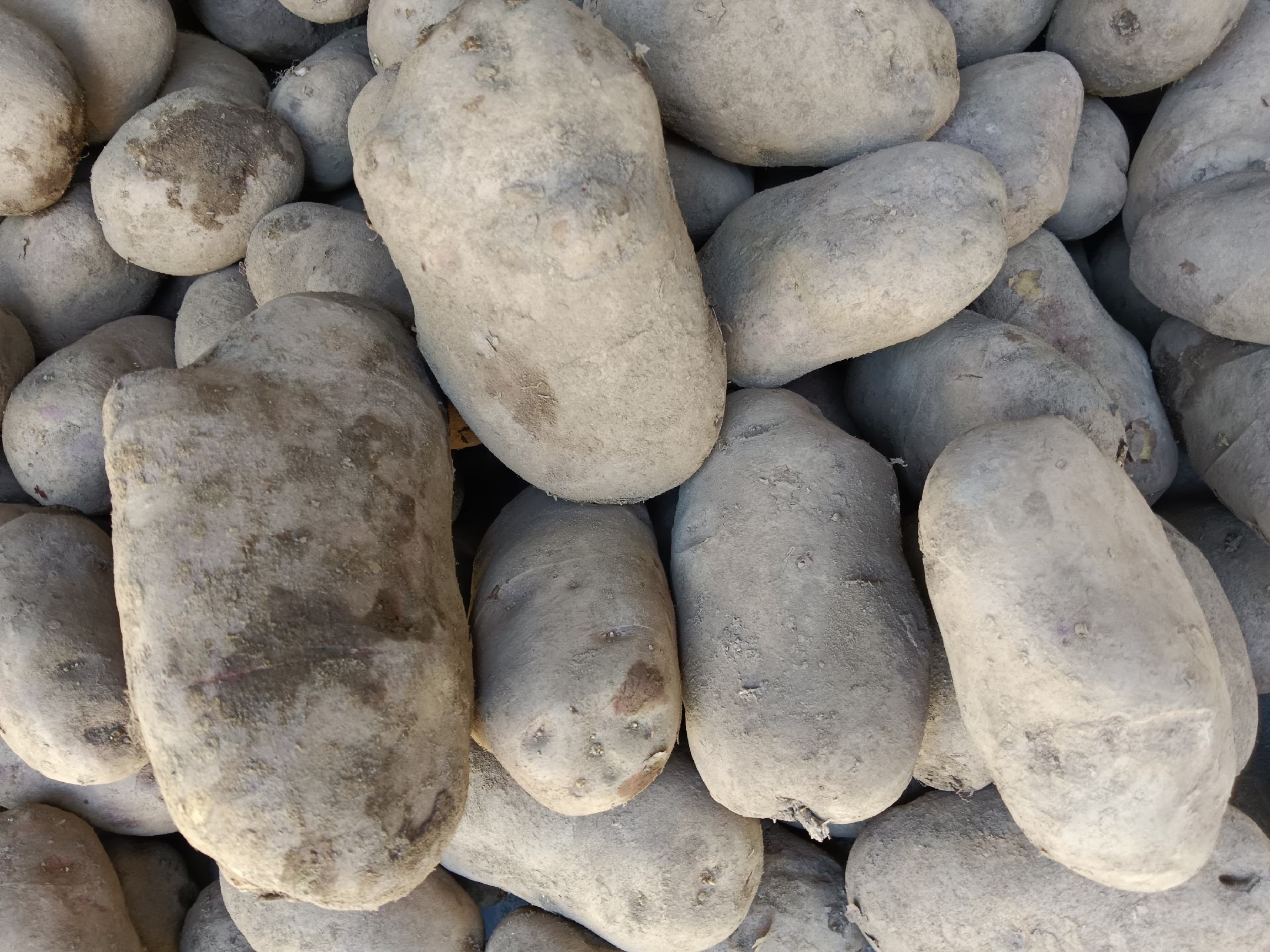 新鲜优质的马铃薯展示图