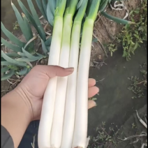 福建精品铁杆毛葱，沙地种植，大量供应全国市场，价格随行！