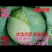 【，湖北老芦合作社，甘蓝扁包莱大上市中，欢迎您提前订购。