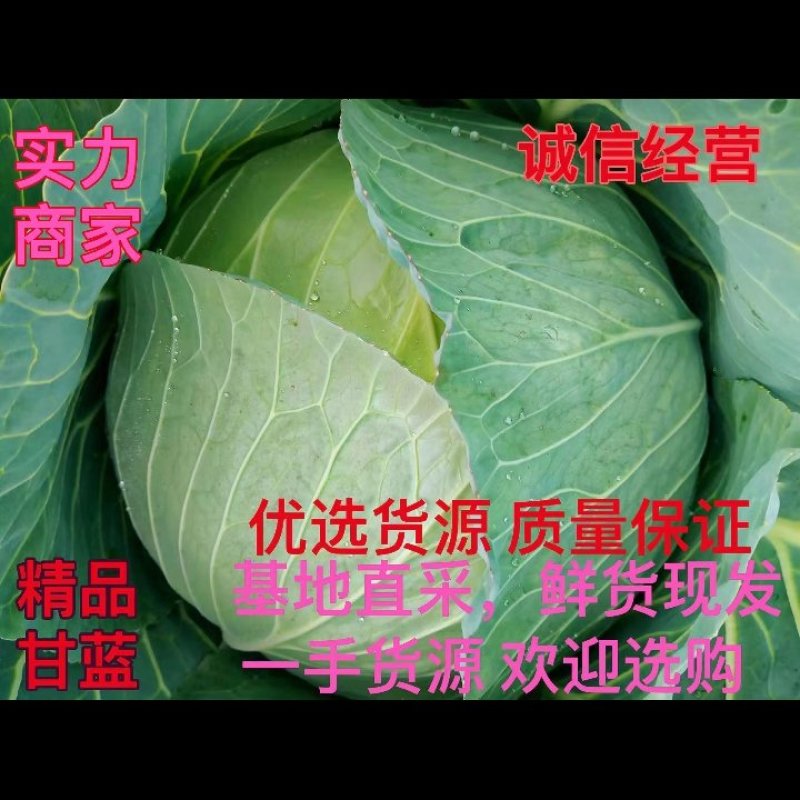 【，湖北老芦合作社，甘蓝扁包莱大上市中，欢迎您提前订购。