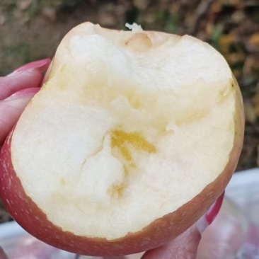 冰糖心水晶红富士