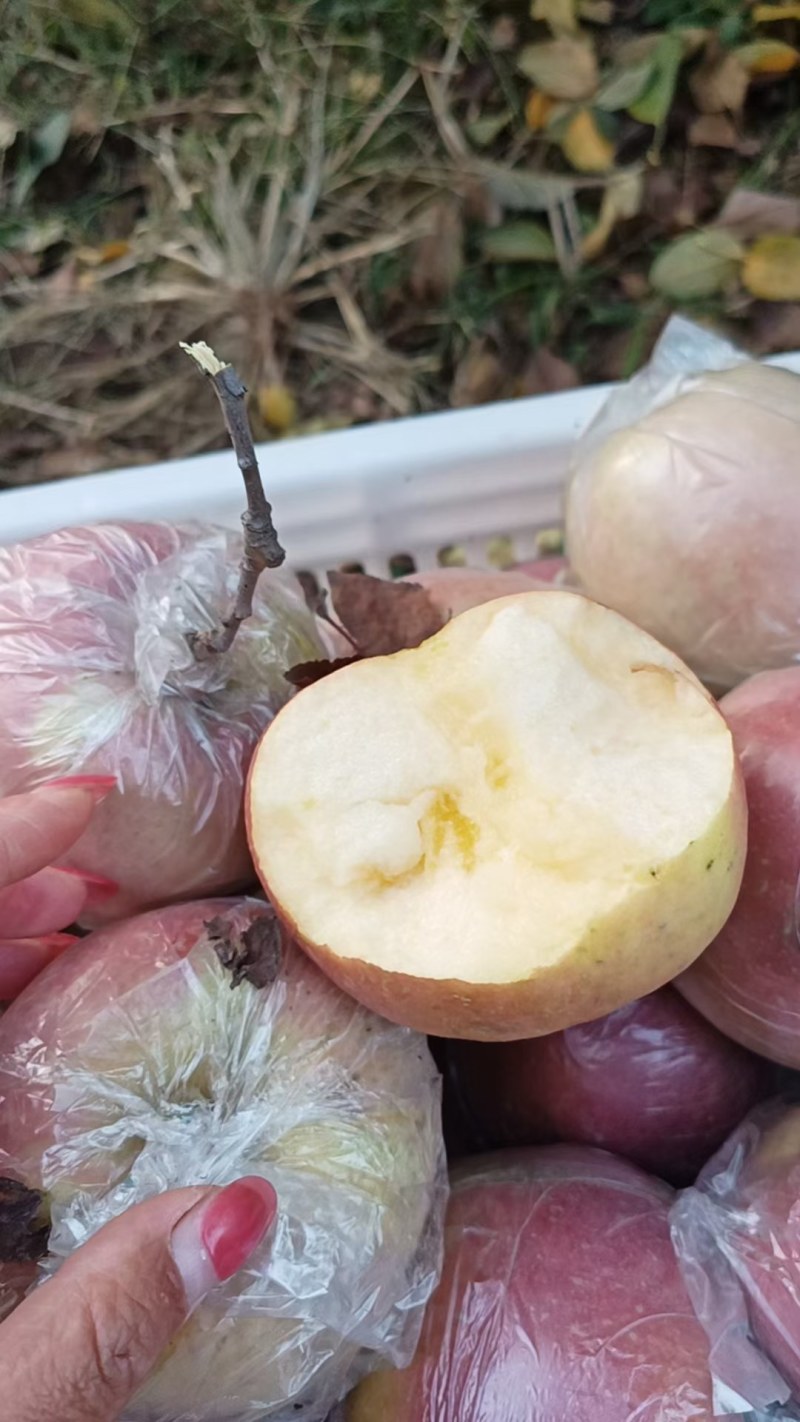 冰糖心水晶红富士