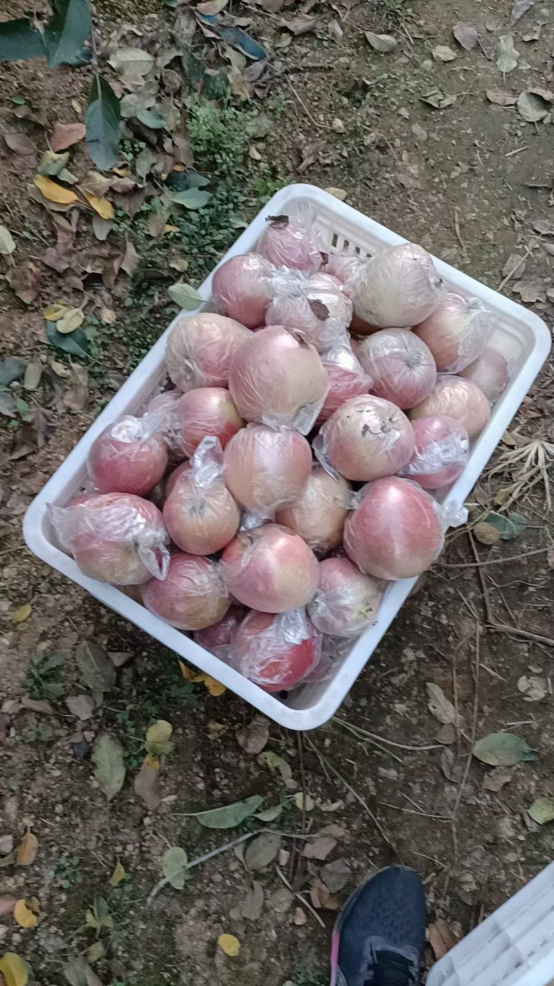 冰糖心水晶红富士