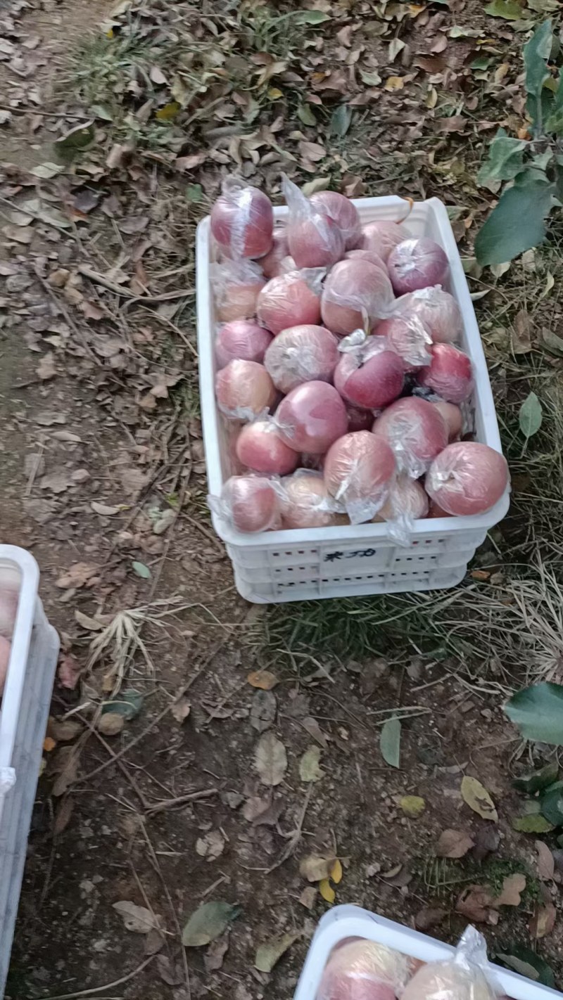 冰糖心水晶红富士