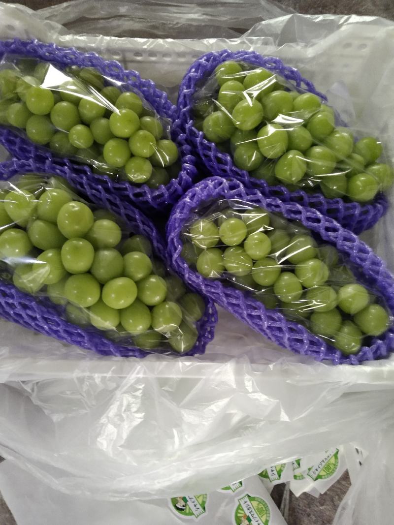 青岛莱西库存大量阳光玫瑰，粒大口感好，以质论价